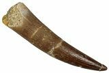 Fossil Plesiosaur (Zarafasaura) Tooth - Morocco #354704-1